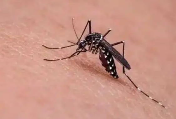 今年“最毒”的蚊子批量北移？亮潔滅蚊專(zhuān)家講解宿遷滅蚊方法